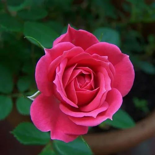 rose-image